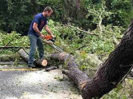 Best Lot and Land Clearing  in Kenedy, TX