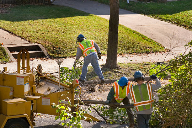 Best Tree Mulching  in Kenedy, TX