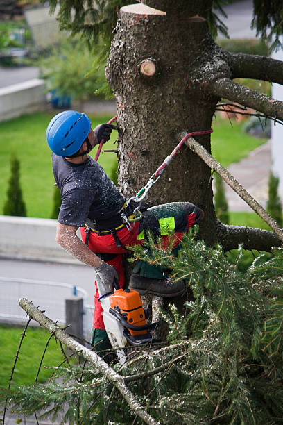 Best Tree Health Inspection  in Kenedy, TX